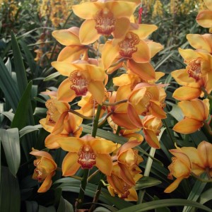 orchids-samos-02