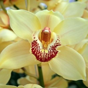 orchids-samos-04